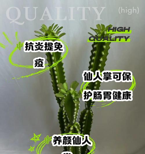 仙人掌新枝条的养护技巧有哪些？