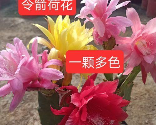 仙人掌新枝条的养护技巧有哪些？