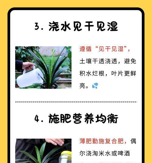 君子兰叶子干枯的原因及解决方法？