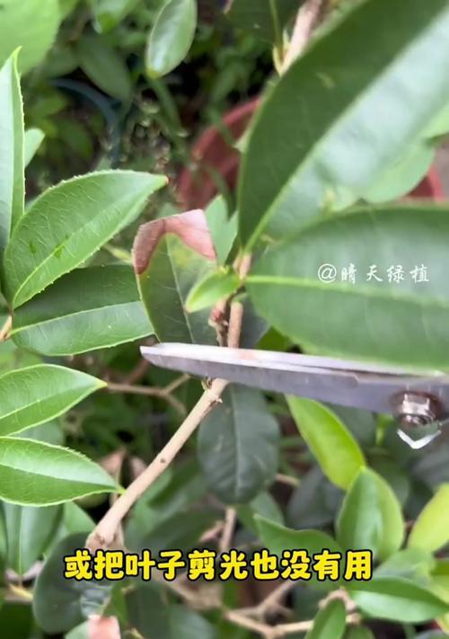 君子兰叶子干枯的原因及解决方法？