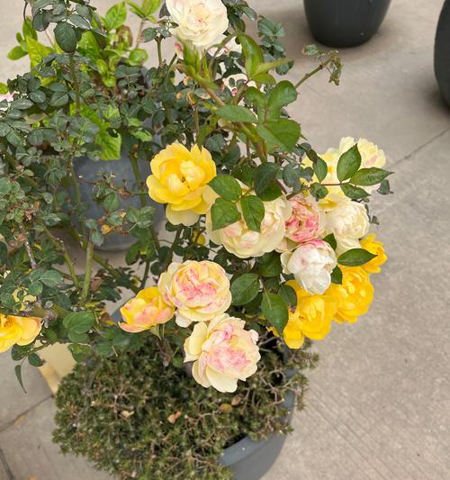 超大花盆中玫瑰花的养护技巧？