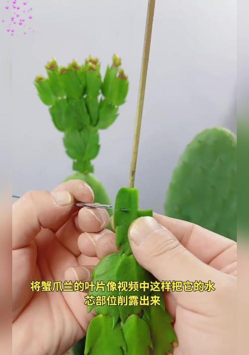 仙人掌老桩嫁接的步骤和养护方法是什么？