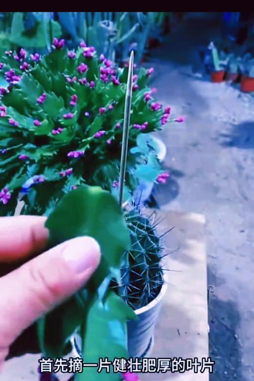 仙人掌老桩嫁接的步骤和养护方法是什么？