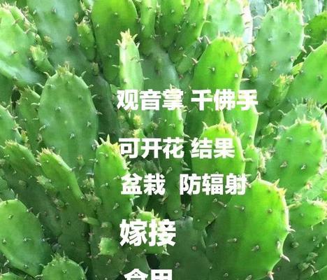 仙人掌老桩嫁接的步骤和养护方法是什么？