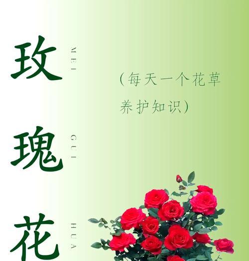 鹭卓玫瑰花的养护方法是什么？如何保持其长期开花？