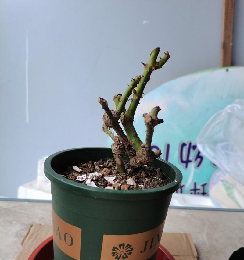 玫瑰花枯萎后如何利用？有没有复壮的方法？