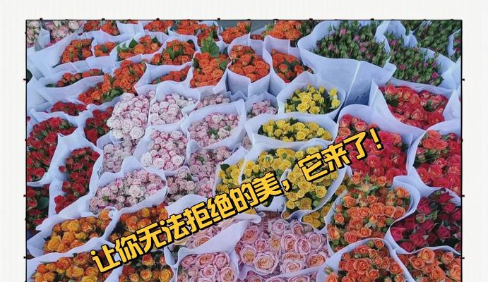 玫瑰花枯萎后如何利用？有没有复壮的方法？