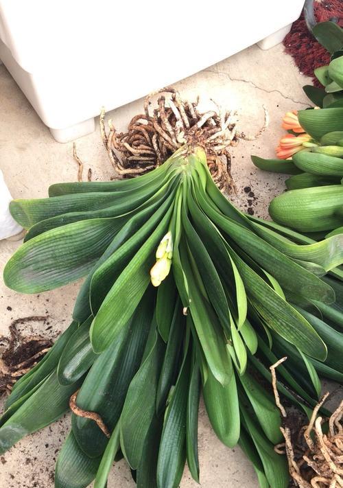 君子兰花苞发红的原因是什么？