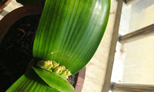 君子兰花苞发红的原因是什么？