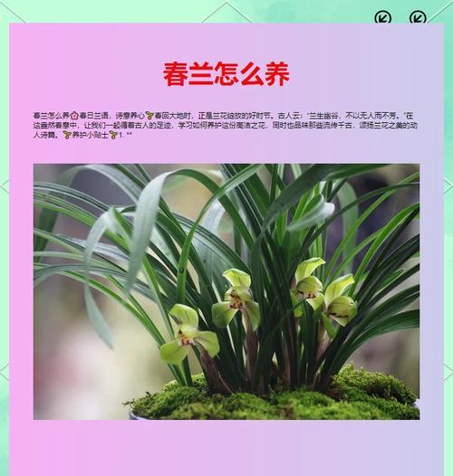 春兰和君子兰的主要区别在哪里？