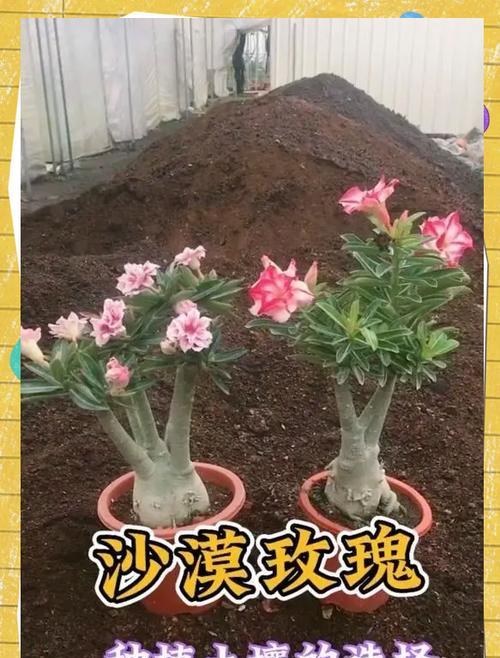 盆景专用玫瑰花专用土的成分是什么？