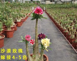 盆景专用玫瑰花专用土的成分是什么？
