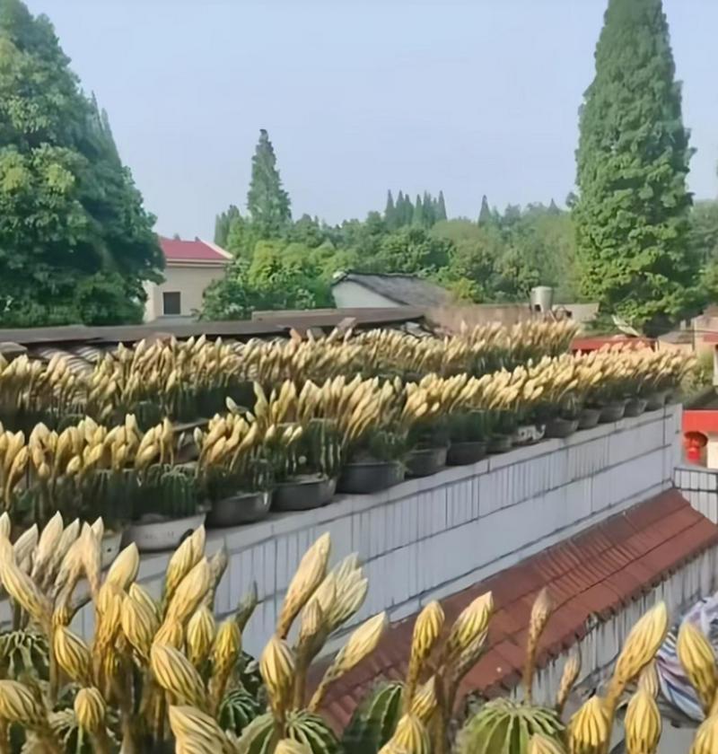 院子种植仙人掌发芽的方法是什么？
