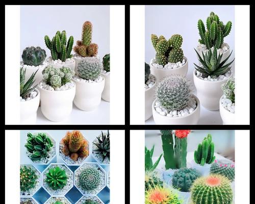 院子种植仙人掌发芽的方法是什么？