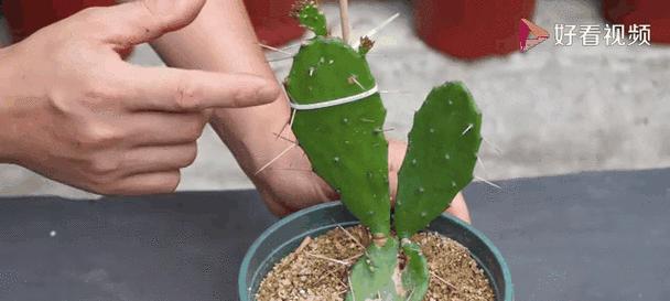 院子种植仙人掌发芽的方法是什么？