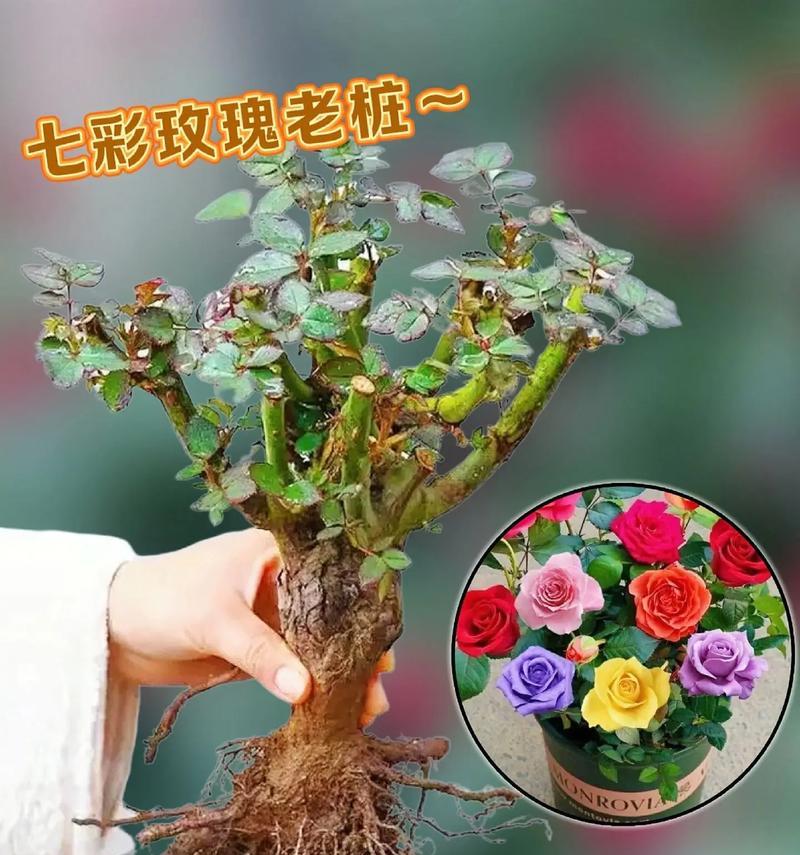 敲击玫瑰花盆有什么作用？正确敲击玫瑰花盆的方法是什么？