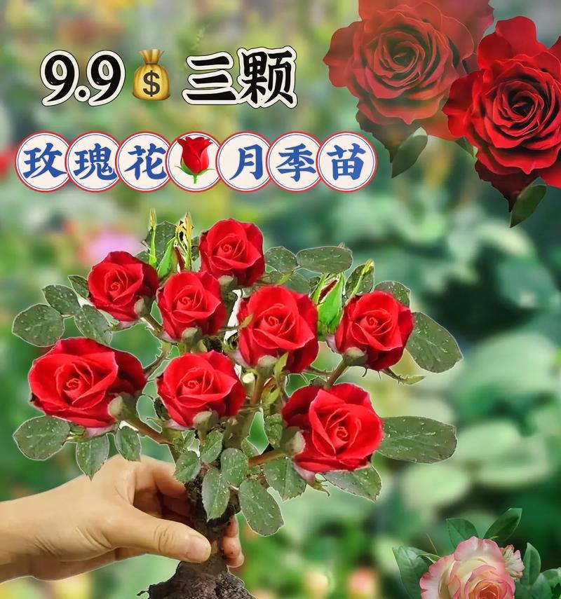 敲击玫瑰花盆有什么作用？正确敲击玫瑰花盆的方法是什么？