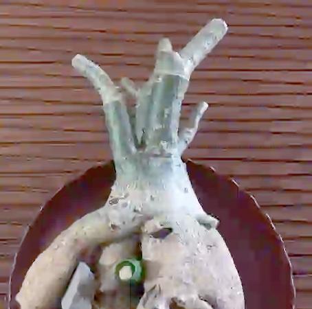 玫瑰花枯枝条的修复方法是什么？