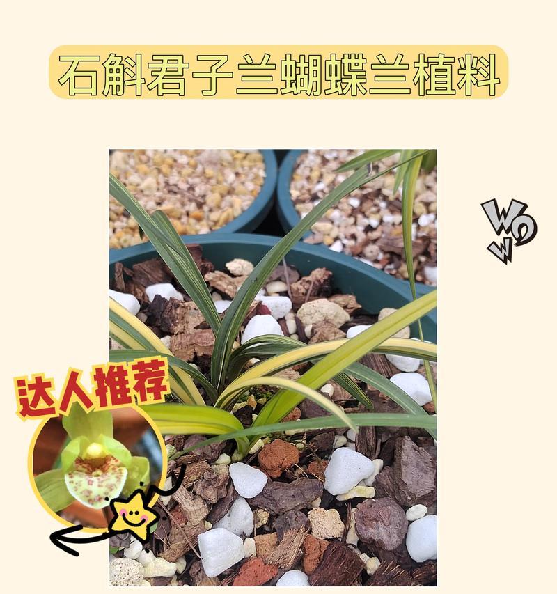 君子兰群兰的养殖方法是什么？如何保持其健康？