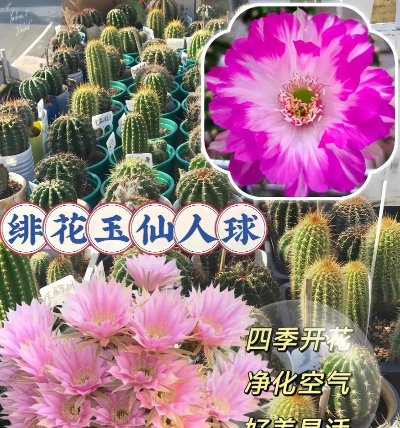 毛柱仙人球栽培需要哪种土壤？