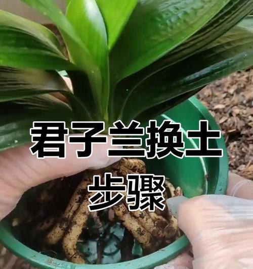 君子兰用什么土壤才能顺利开花？如何选择合适的土壤？