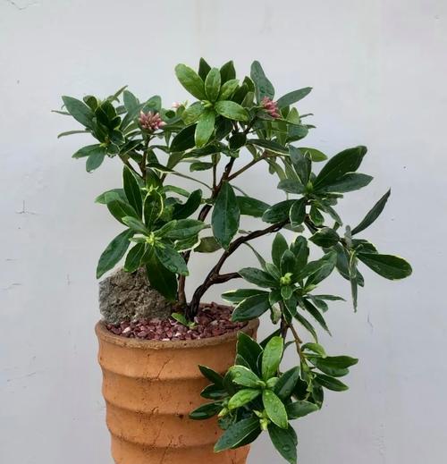 不染灰的君子兰品种是什么？如何养护保持其美观？