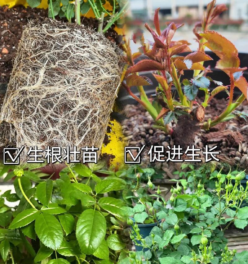 化肥土中玫瑰花的正确养护方法是什么？