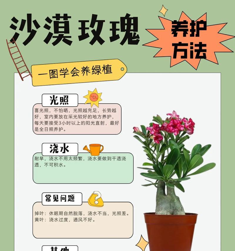 化肥土中玫瑰花的正确养护方法是什么？