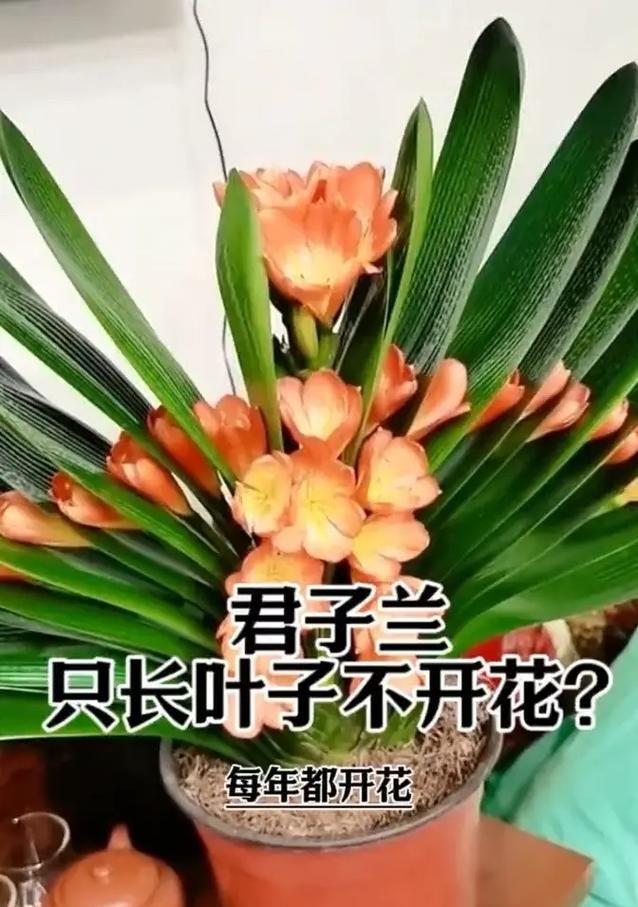 君子兰叶子清洁方法有哪些？