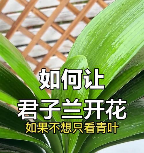君子兰打叶后不开花的原因是什么？