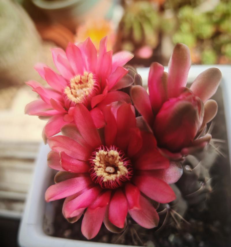 养仙人球应该选择什么样的花盆？有哪些注意事项？