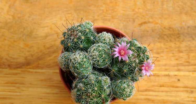 养仙人球应该选择什么样的花盆？有哪些注意事项？