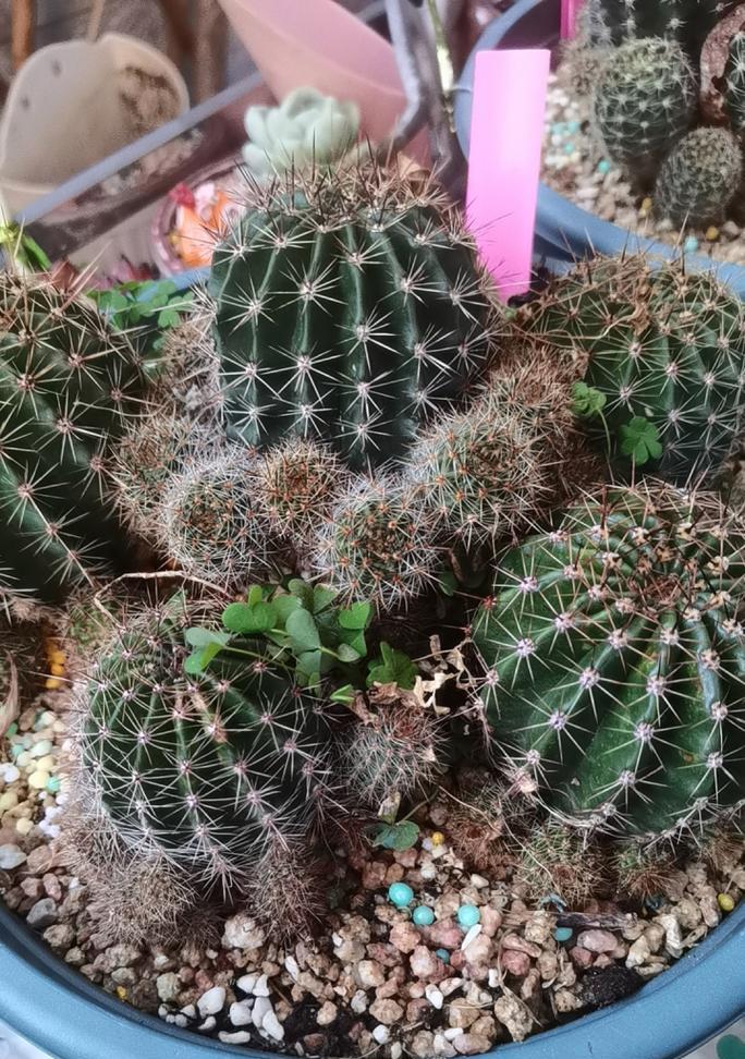 仙人球侧芽种植的最佳时机是什么时候？