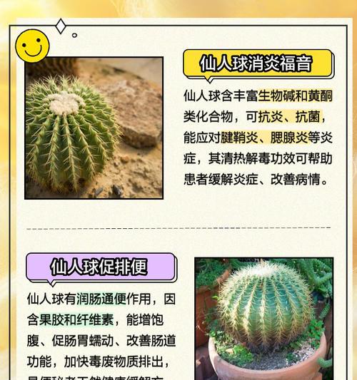 仙人球侧芽种植的最佳时机是什么时候？