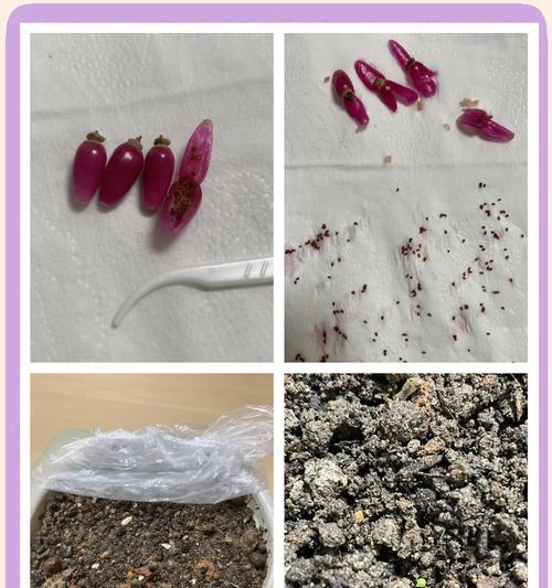 仙人球侧芽种植的最佳时机是什么时候？