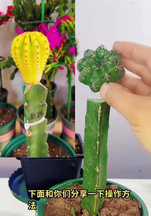 菠萝花仙人球的养殖技巧有哪些？如何处理常见问题？