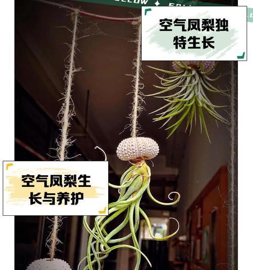 菠萝花仙人球的养殖技巧有哪些？如何处理常见问题？