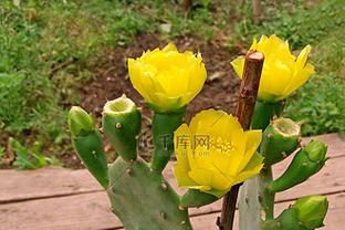 仙人掌果的开花养殖方法是什么？