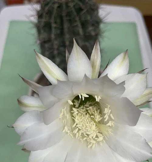 仙人球花蕊发黄的原因是什么？