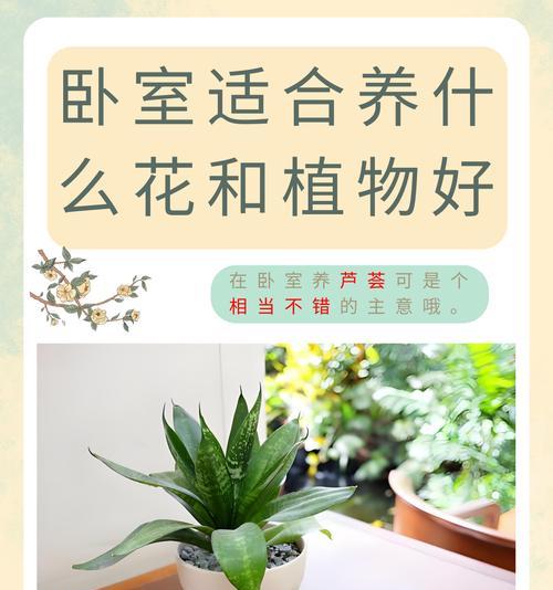 仙人掌与芦荟的区别是什么？