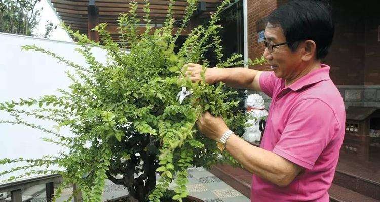 白毛掌仙人球修剪枝条的方法是什么？如何修剪才能促进生长？