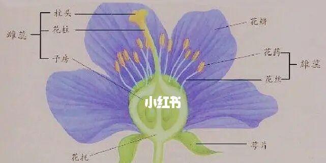 橙子扦插玫瑰花的养护方法是什么？