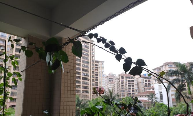 仙人球需要修剪根叶吗？修剪的好处是什么？