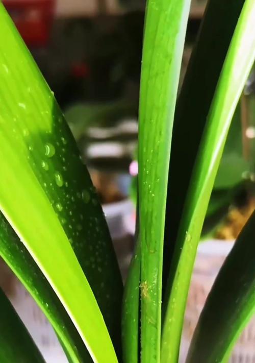 大君子兰带花养护与浇水方法？