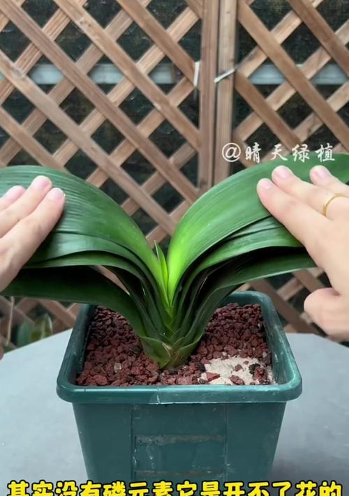 大君子兰带花养护与浇水方法？