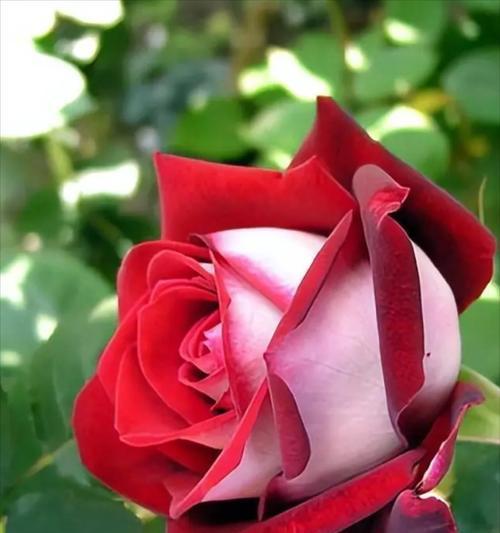 玫瑰花与健康花的不同点在哪里？它们各自的特点是什么？
