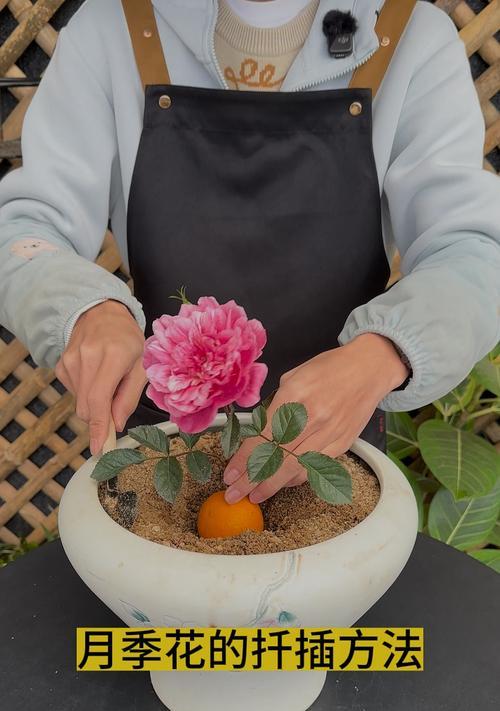 仙人掌与月季花的插接方法是什么？