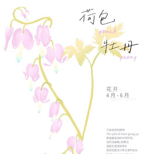 金叶荷包牡丹花的养护要点是什么？如何保持其金叶特性？