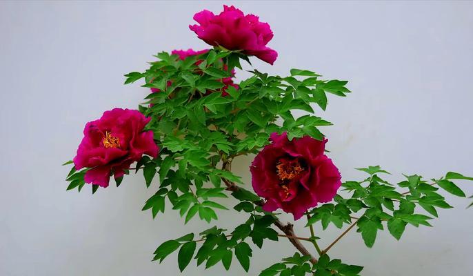 金叶荷包牡丹花的养护要点是什么？如何保持其金叶特性？