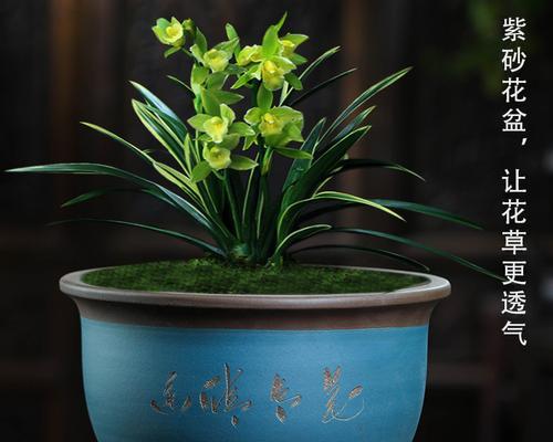 陶瓷君子兰专用盆的使用效果如何？